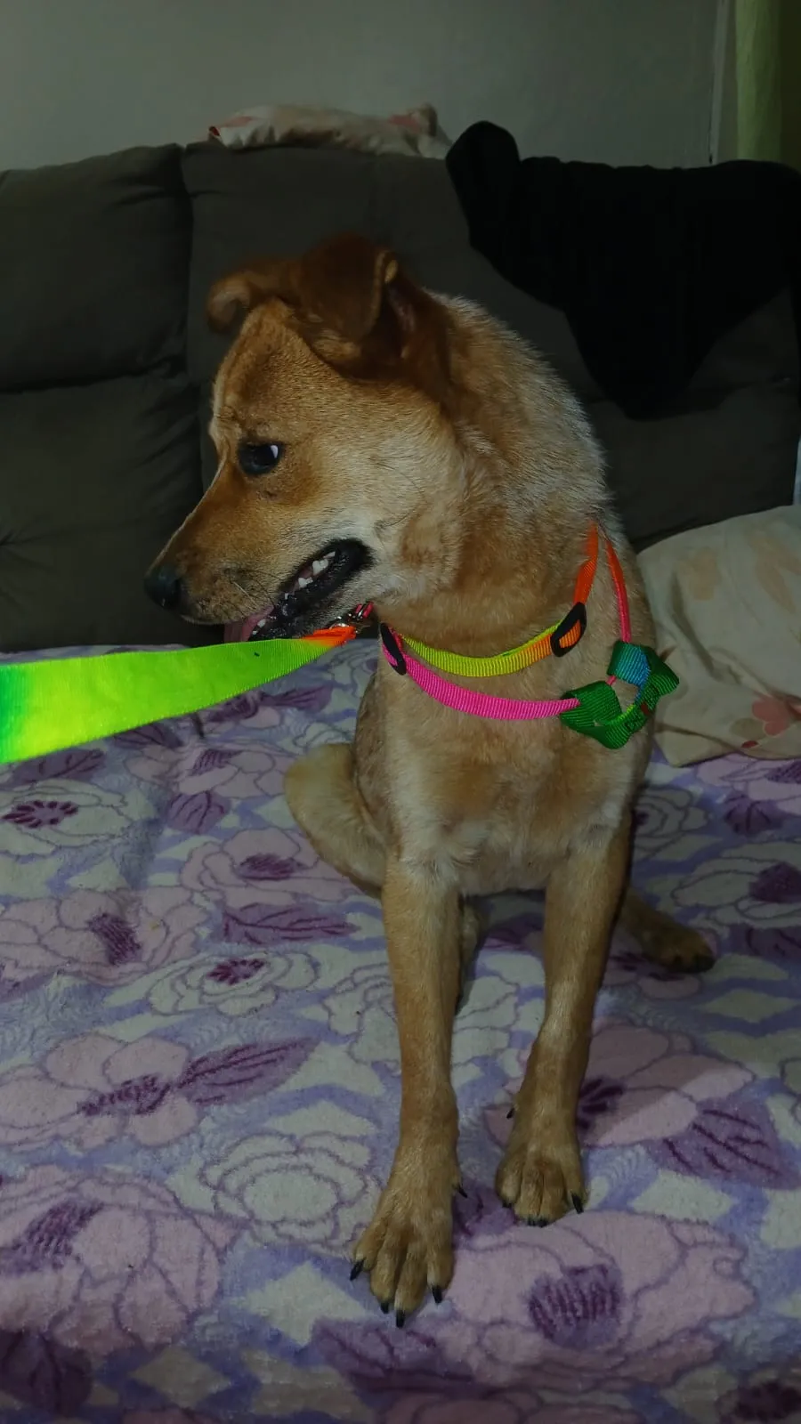 Foto de Nina