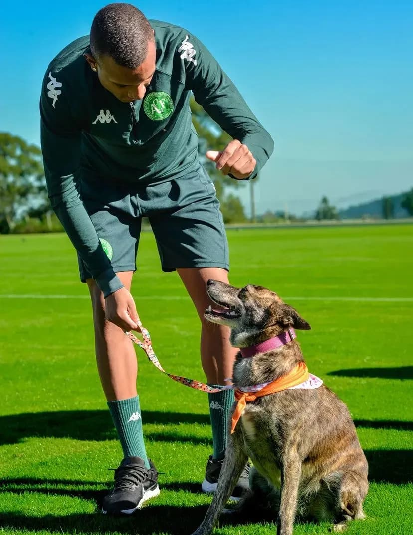 Foto de Raposa