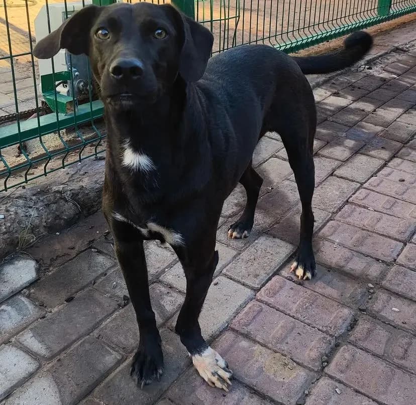 Foto de Bordoga, já adotado