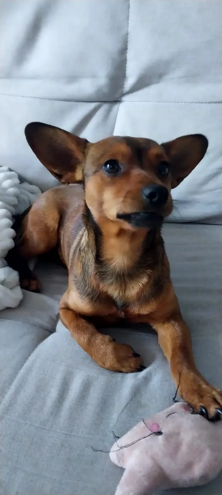 Foto de Bambi, que já foi adotado