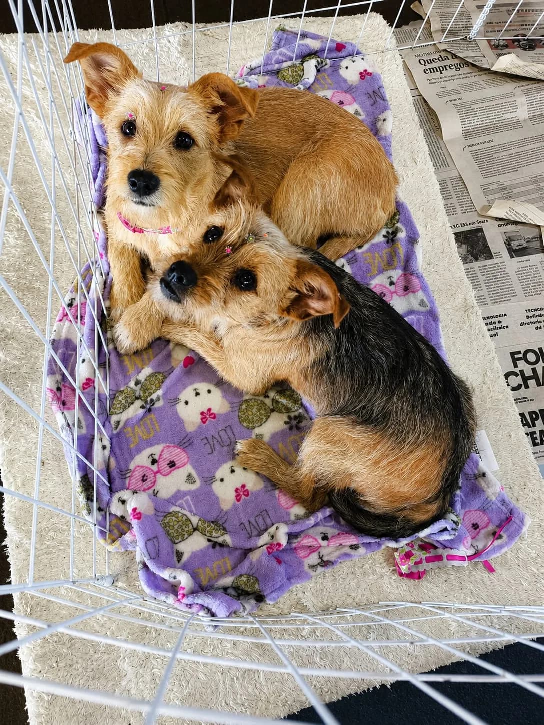 Foto de BIBI & MOLLY, que já foi adotada