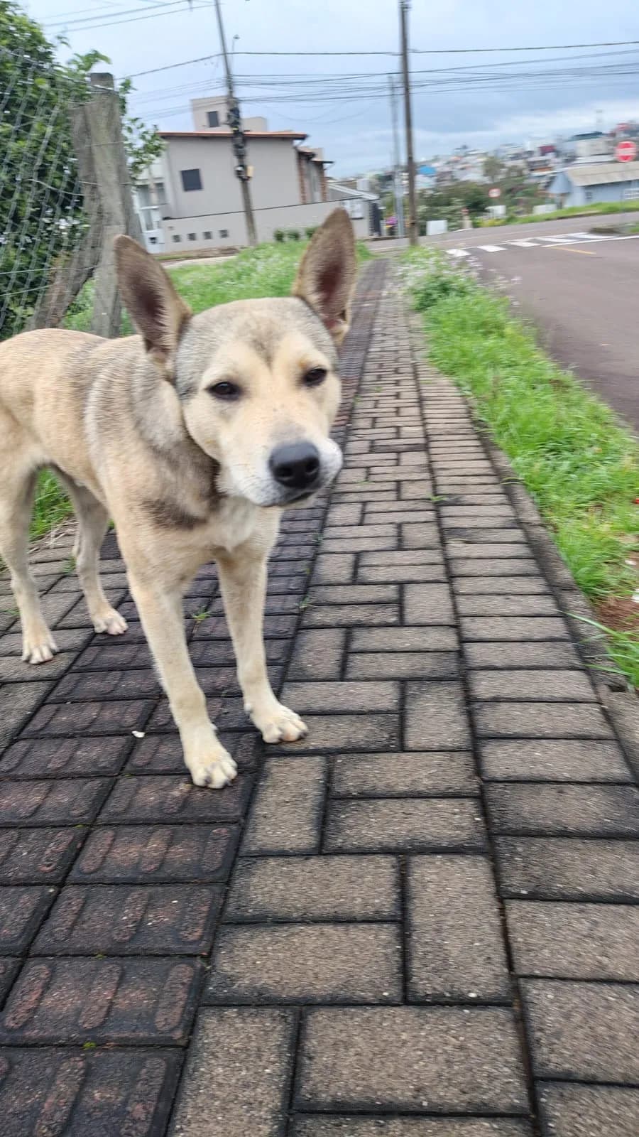 Foto de Mogli