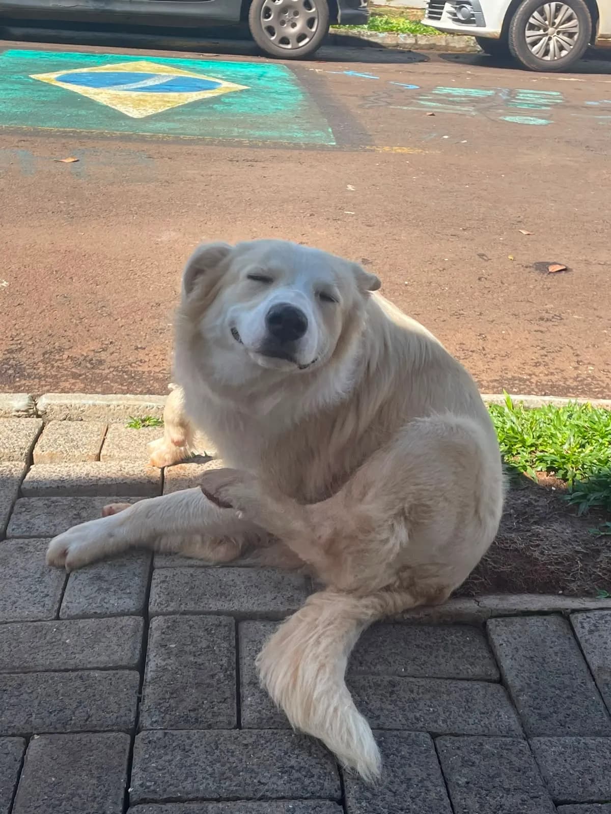 Foto de Branquinho, que já foi adotado
